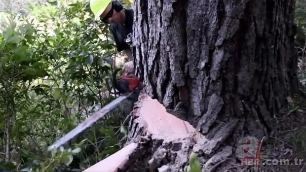 Yol yapımı sırasında bulundu! Milyonlarca yıllık… 15