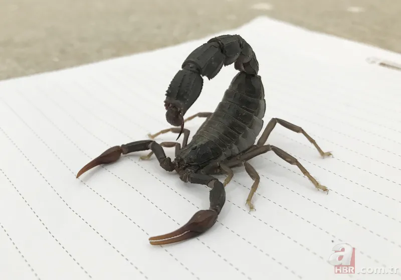 Türkiye'nin en ürkütücü işini yapıyor! 12