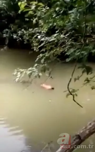 Gören şoke oldu! O ilimizde görüntülendi 39