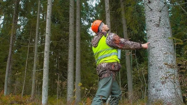 5 bin OGM işçi alımı başvuru şartları 2022 nelerdir? Tarım ve Orman Bakanlığı personel alımı başvuruları ne zaman, nasıl yapılır?