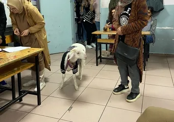 Sandık başında ilginç anlar! Oy kullanmaya kuzusuyla geldi