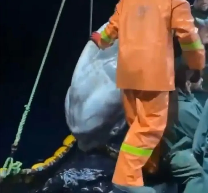 Aydın’da balıkçıların ağına takıldı! 300 kiloluk balığı görünce hayrete düştüler! Hemen denize geri bıraktılar