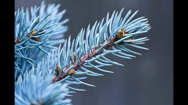 2024 TYT Ladin nerede yetişir sorusunun cevabı ne? 2024 YKS ilk oturumu olan Temel Yeterlilik Testi soru cevapları