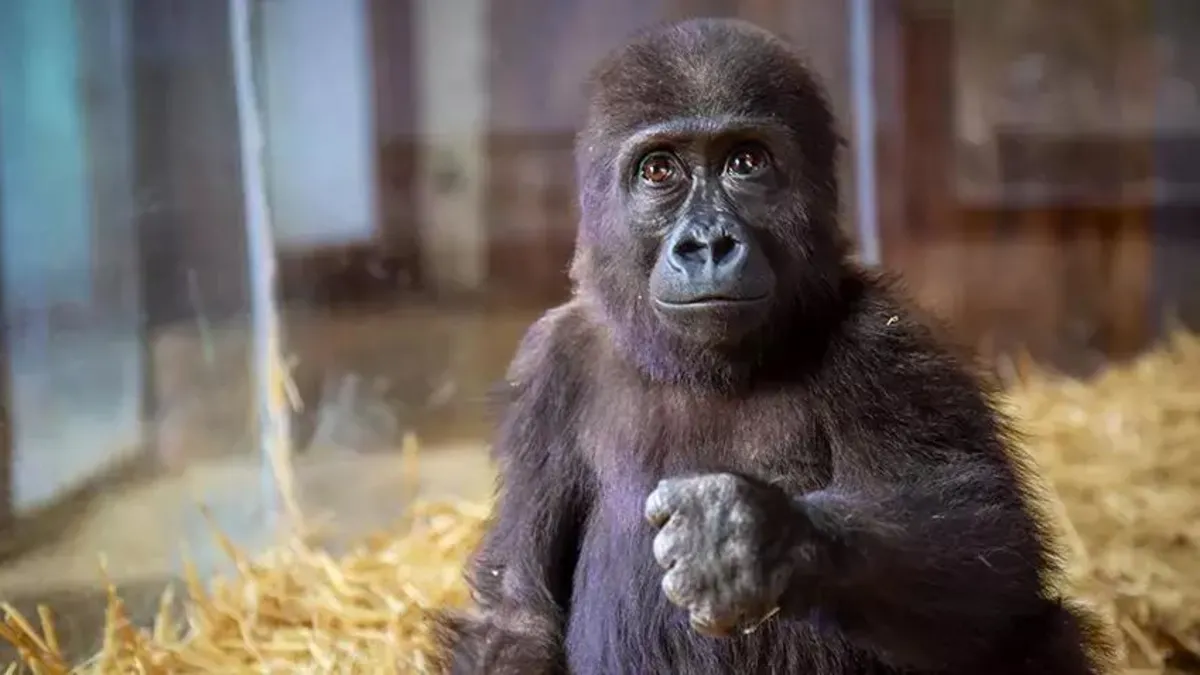 Havalimanında yakalanan goril yavrusunun durumuna ilişkin gelişme!