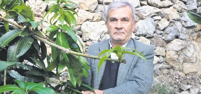 12 mango ağacından 45 bin TL