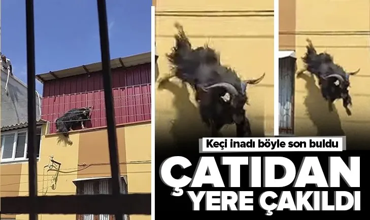 Kurbanlık keçi çatıya kaçtı! Sonu böyle oldu! İşte o anlar