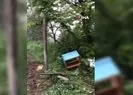 Aç kalan ayı arı kovanlarına saldırdı
