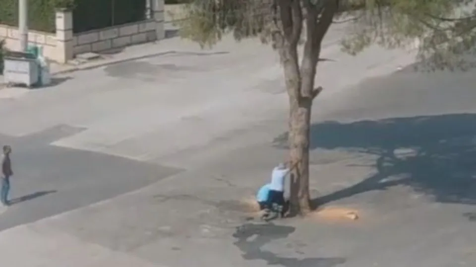 CHP’li İzmir Büyükşehir Belediyesi’nden ağaç katliamı! Yarım asırlık çam yok oldu