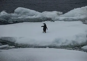 Antarktika'da bir ilk gerçekleşti