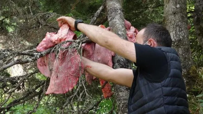 Ayılar şehre inmesin diye ağaçlara asılan sakatat görenleri şaşırtmıştı! Uzman isimden uyarı geldi - 1
