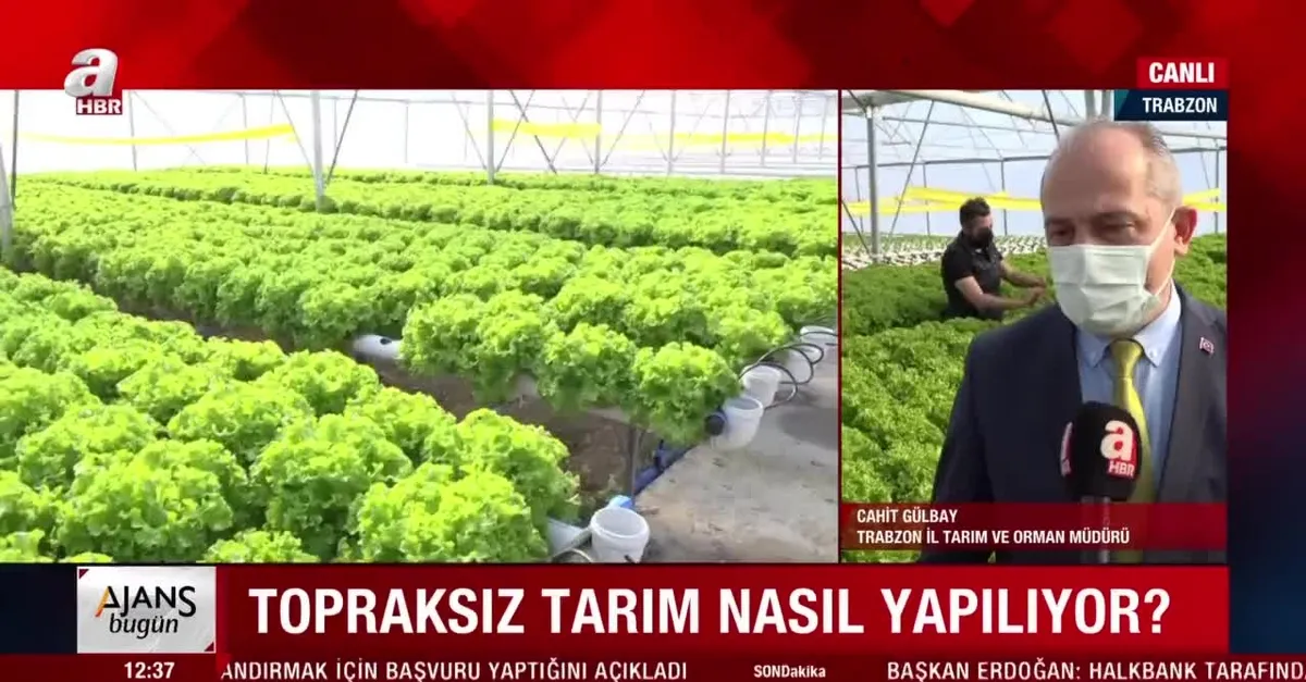 Topraksız tarım nasıl yapılıyor?