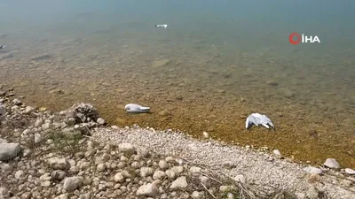 Korkutan martı ölümleri