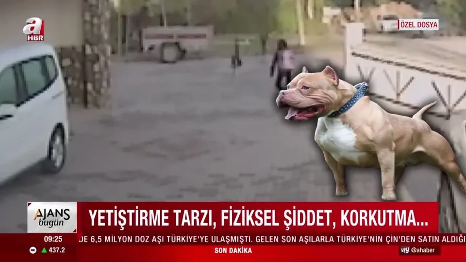 pitbull irki kopekler neden saldirir