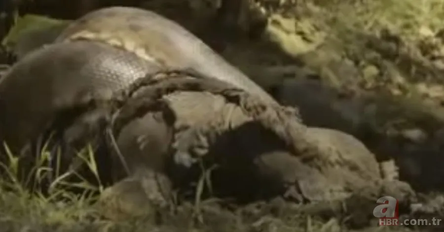 Kral kobra yılanı İngiliz adama saldırdı! Dünyanın en tehlikeli yılanı dinlenen adamı yakaladı 17