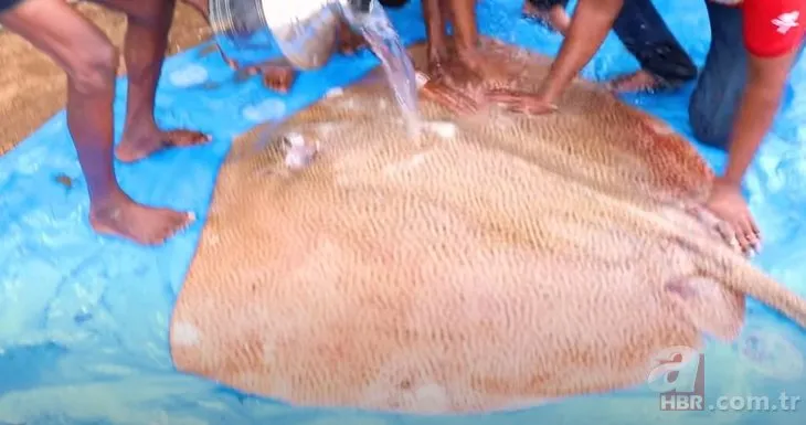 Hintli dayı bu sefer 120 kiloluk dev vatoz balığını pişirdi!