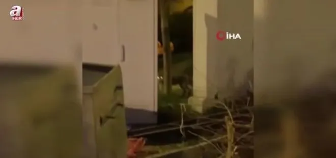 Bilecik'te aç kalan tilki şehir merkezine indi