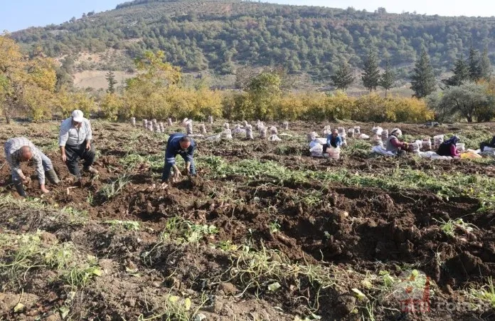 Tarlada 30 manavda 70 TL! Kuraklık vurdu verim yarıya indi 2