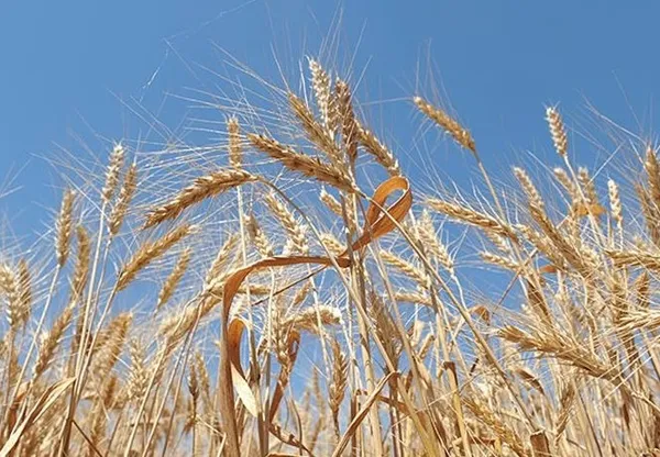 2023 Buğday fiyatları açıklandı mı? TMO buğday taban fiyatları ne kadar, kaç TL olacak? 1 ton buğday fiyatı...