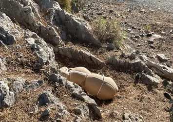 Bodrum'da çarşafa sarılı ölü köpek bulundu!