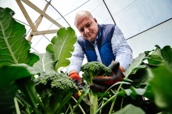 Konya'da salgında hobi amaçlı sera kuran mühendis, şimdi talebe yetişemiyor - 3