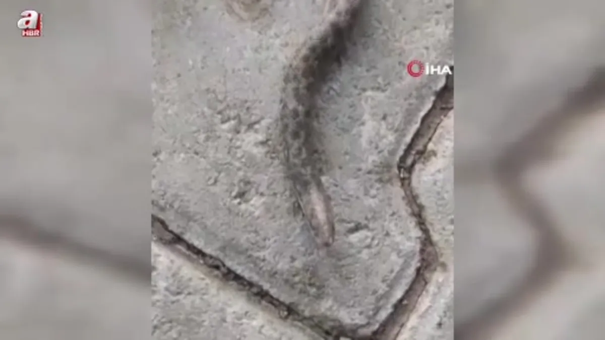 Çift başlı yılan tedirgin etti