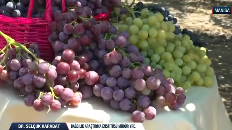 Üzümün kalbi Manisa’da hasat başladı!