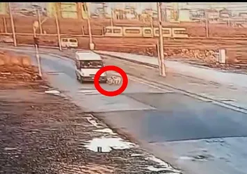 Yaralı köpeğe akılalmaz muamele! Minibüs yaraladı CHP'li belediye çalışanı ölüme sürükledi