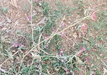 Türkiye'de yeni bir bitki türü keşfedildi! Sadece Anadolu'da yayılım gösteriyor