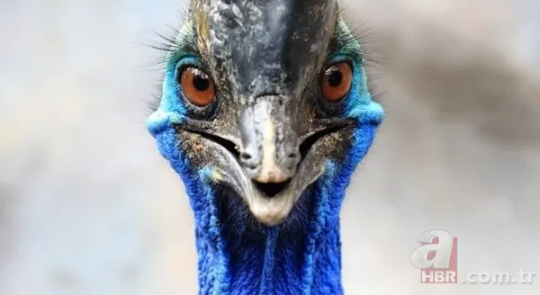 Köylüler ellerinde sopayla geziyor! Katil kuş özellikle sarışın kadınlara saldırıyor 12