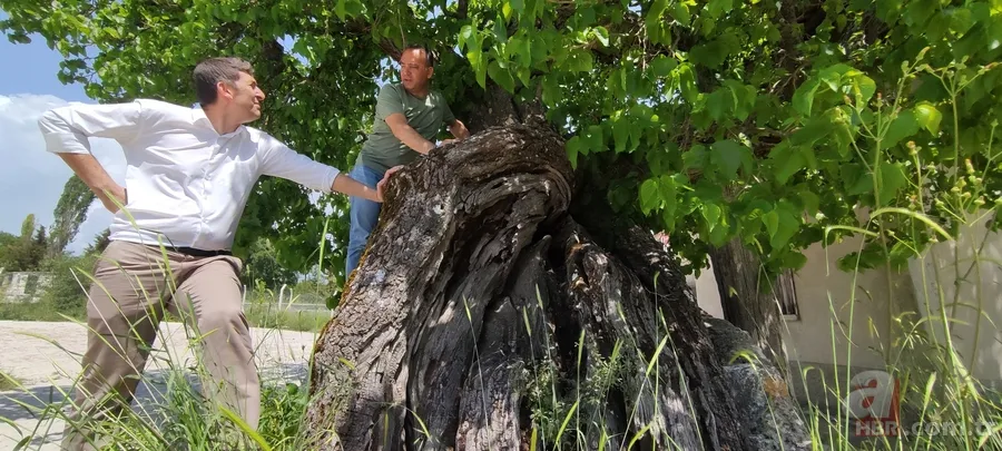Türkiye’nin en yaşlısı o! Bin yaşındaki ağaç şifa dağıtıyor 4