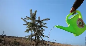 THY 150 bin fidanı toprakla buluşturacak