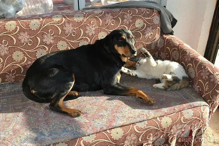 Görenler hayrete düşüyor! Kedi ile köpeğin kıskandıran dostluğu