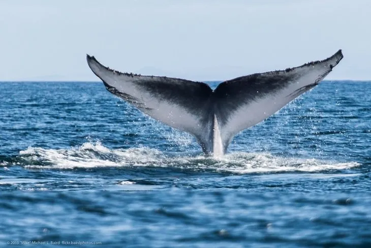 Balinaların özellikleri nelerdir?