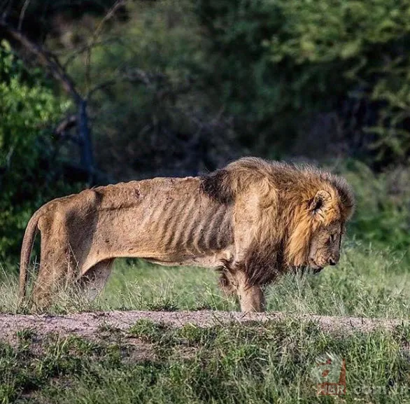 Böylesini daha önce hiç görmediniz 20