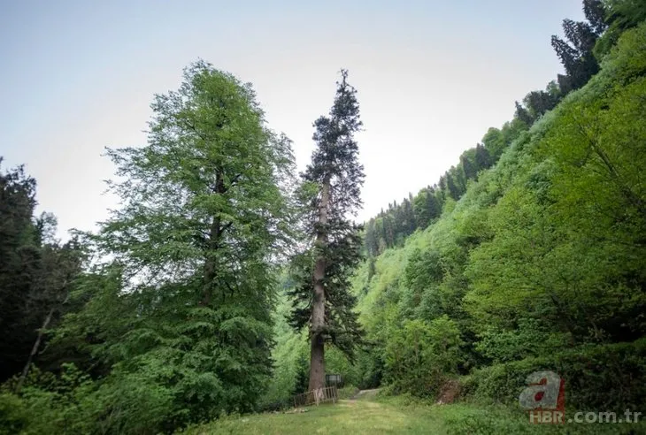 Çevre ve Şehircilik Bakanlığı hazırladı! İşte Türkiye’nin en yaşlı ağacı
