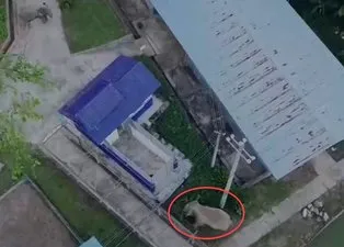 Polis karakolunu bastılar! Aç kalan dev filler karınlarını böyle doyurdu