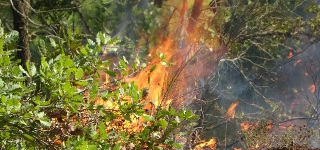 İstanbul'da orman yangını! Alevler için seferber oldular