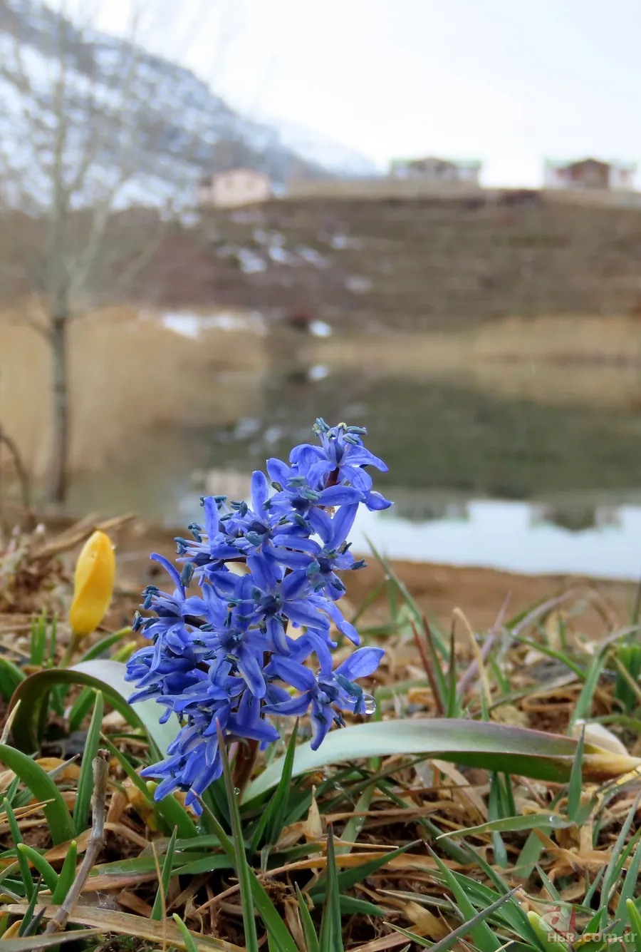 Toros Dağları'nda yaylalarda karlar erimeye başladı, çiçekler her yeri kapladı 4