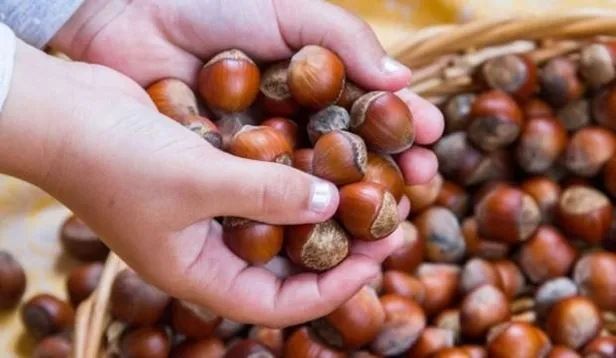 Fındık fiyatları ne zaman açıklanacak 2021? Fındık taban fiyatları açıklandı mı, belli oldu mu? İşte il il liste... - 5