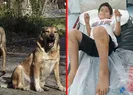 Köpek saldırısına mülkiye müfettişi