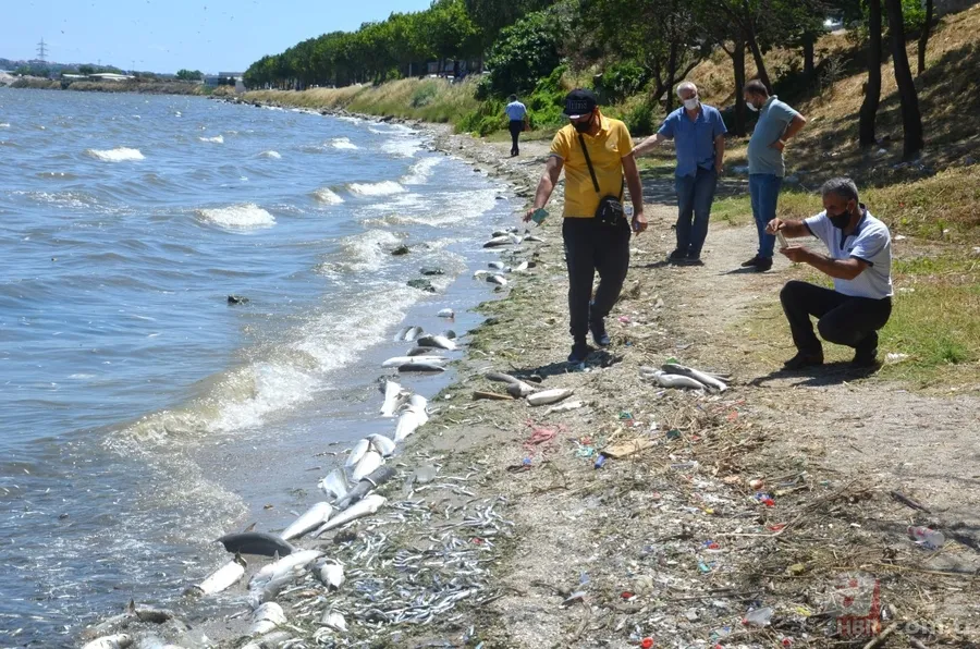 İstanbul'da büyük skandal ve acı veren görüntüler! Küçükçekmece'deki balık ölümlerinin nedeni ne? 17