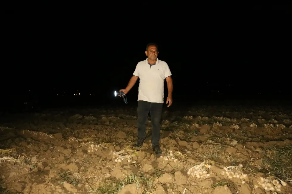 Çiftçilerin "beyaz altın" nöbeti: Taşköprü sarımsağı üreticileri bir yıllık emeklerini korumak için sabaha kadar tarlada bekliyor - 3