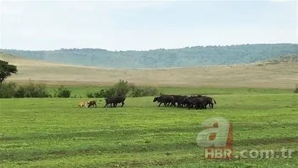 Serengeti’deki safaride inanılmaz görüntüler! O anlara tanık oldular