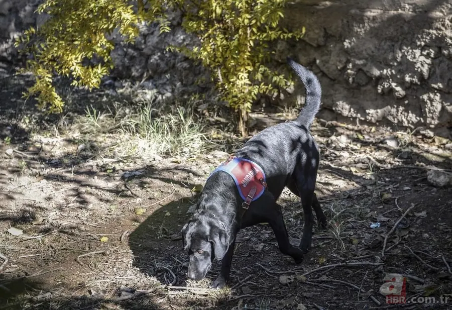 Nusaybin'de terör operasyonu 17