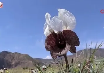 Erzurum'da kurt kulağı çiçekleri açtı