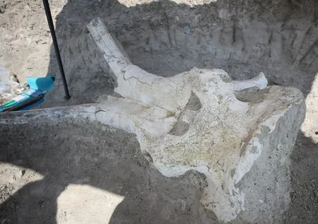 Kayseri'de bulundu! 7,5 milyon yıllık...