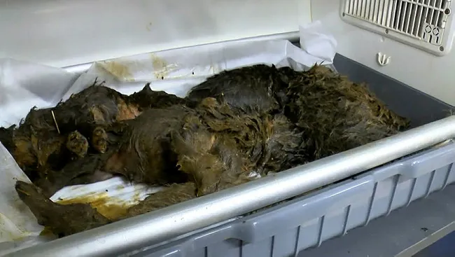 Ankara'da foseptik çukurunda bulunan 6 yavru köpek tedaviye alındı - 2