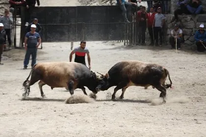 Rize Çamlıhemşin’de boğa paniği! Seyircilerin arasında daldı