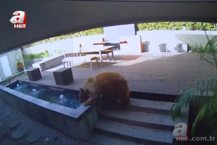 Vahşi doğada ölümcül karşılaşma! Ayı yavrularını… 19