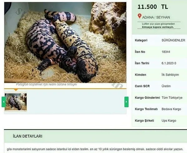internetten-satilik-canavar-dunyanin-en-zehirli-kertenkelesi-icin-ilan-verdiler-istanbula-elden-teslim-1674295237653.jpg